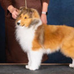 Shetland Sheepdogs from Triumph Shelties