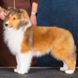 Shetland Sheepdogs from Triumph Shelties