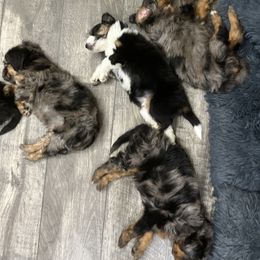 Aussiedoodle Puppies from Aussie Paws