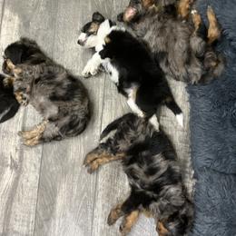 Aussiedoodle Puppies from Aussie Paws