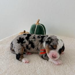 Thunder - Merle male Bernedoodle puppy in Apache Junction, Arizona from Coffey House Doodles