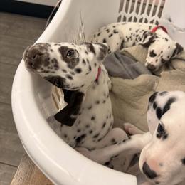 Electra (unilateral) - White and liver brown female Dalmatian puppy in Toledo, Ohio from Exquisite Dalmatians & Standard Poodles
