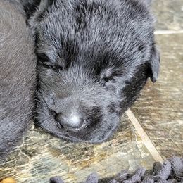 German Shepherd Puppies from Inferno Shepherds