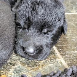 German Shepherd Puppies from Inferno Shepherds