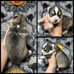 Percy - Gray and white male Pomsky puppy in Rossville, Georgia from Scenic City Pomskies