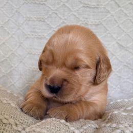 Parsley (Pink Collar) - Golden female Golden Retriever puppy in Jefferson, Iowa from New Beginnings Acres