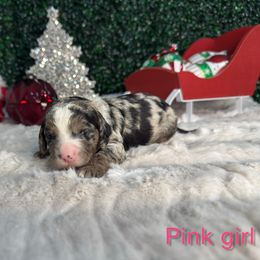 Pink girl - Merle female Bernedoodle puppy in Modesto, California from Two Doods Doodles