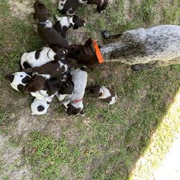 German Shorthaired Pointer Puppies from Briar Creek Kennels