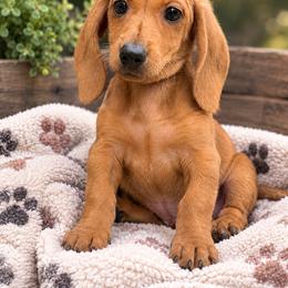 Boy 1 Ready now - Red male Dachshund puppy in Dinwiddie, Virginia from East Coast Dachshunds