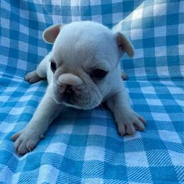 Ephraim - Cream male French Bulldog puppy in Greenfield, Missouri from Hope Mountain French Bulldogs