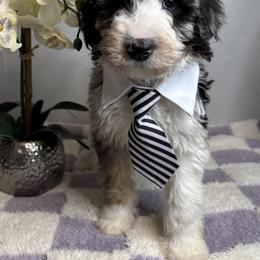 Bernedoodle, Goldendoodle, and Poodle Puppies from Poodle and Doodle Haven