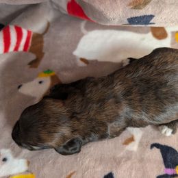 Fiona - Brindle female Dachshund puppy in Barnard, Missouri from KB Doxies