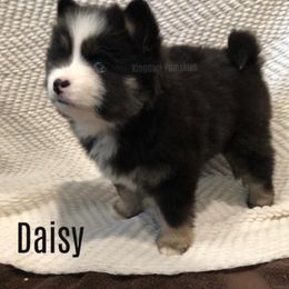 Pomsky Puppies from Kingdom Pomskies