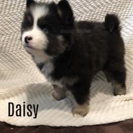 Pomsky Puppies from Kingdom Pomskies