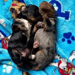 Violet and Zinnia - Merle female Cavapoo puppy in Battle Lake, Minnesota from Panda Puppies