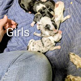Australian Shepherd and Great Dane Puppies from AEW Farm