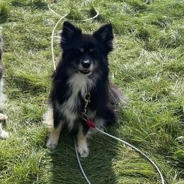 Juno - Pomsky