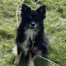 Juno - Pomsky