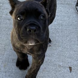 Clyde - Black brindle male Cane Corso puppy in Ocala, Florida from High Royal Kennel