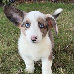 Bobble - Blue merle and white male Cardigan Welsh Corgi puppy in San Diego ,Ca, California from SoCal Native Corgis
