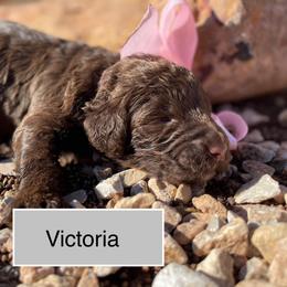 Victoria - Chocolate female Labradoodle puppy in Murray, Utah from Swann's Kennels