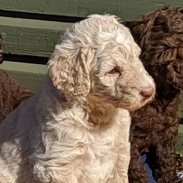 Labradoodle, Goldendoodle, and Bernedoodle Puppies from Riverhouse Doodles