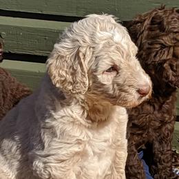 Labradoodle, Goldendoodle, and Bernedoodle Puppies from Riverhouse Doodles
