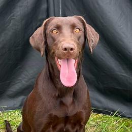 Cedar - Labrador Retriever