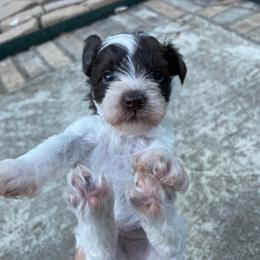 Chip very deep dark liver and white green collar - Parti male Miniature Schnauzer puppy in Temple, Texas from Schnauzers Of Taylor