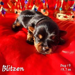 Yorkshire Terrier Puppies from Port City Yorkies LLC