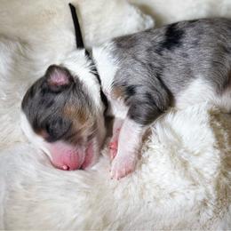 Ms. Black - Blue merle female Aussiedoodle puppy in San Antonio, Texas from Lovable Doodles SA