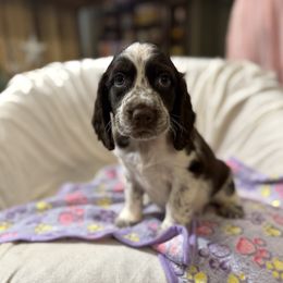Bo - Liver white and roan male English Springer Spaniel puppy in Comer, Georgia from Stratton Spaniels