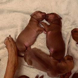 Rhodesian Ridgeback Puppies from Kandarin Kennels Rhodesian Ridgebacks