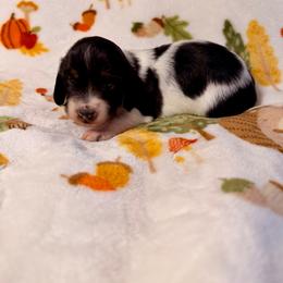 Ocean - Piebald female Dachshund puppy in Nampa, Idaho from 208 Wiener Wiggle Butts LLC