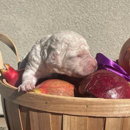 Acorn - Cream female Labradoodle puppy in St George, Utah from Terra's Swann's Kennels