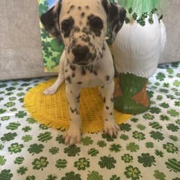 Franklin Jonas - White and black male Dalmatian puppy in Fort Cavasos, Texas from Mainstreet Dalmation