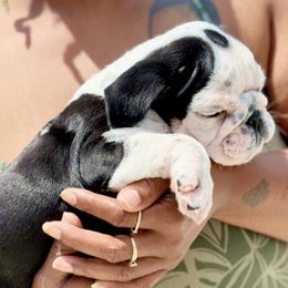 Boy 5 - male Bulldog puppy in Fort Oglethorpe, Georgia from Jhuntfrenchies
