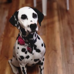 Meeka - Dalmatian
