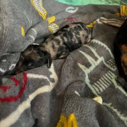 Leia - Dapple female Dachshund puppy in Meridian, Id 83646 3658, Idaho from Boise Best Mini Dachshunds