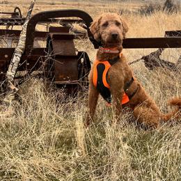 Tex - Labradoodle