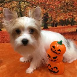 Yorkshire Terrier puppies from Mary Yorkies in Ga