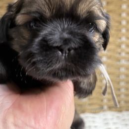 Shih Tzu Puppies from GariTzu Kingdom