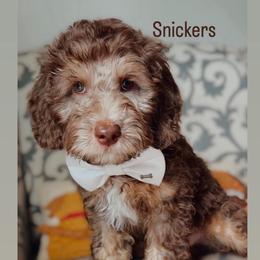 Snickers - Parchment male Australian Labradoodle puppy in Arden, North Carolina from Kismet Labradoodles