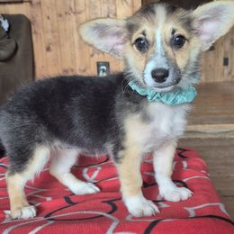 Summer - Black and white female American Corgi puppy in Checotah, Oklahoma from Skoal Creek Corgi's