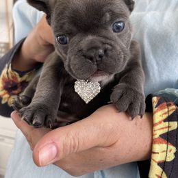 French Bulldog Puppies from Dunromin Farm