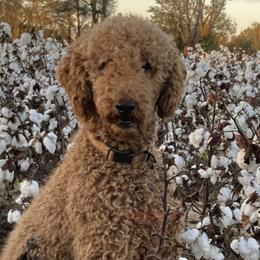 Harry - Poodle