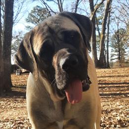 Maggie - Mastiff