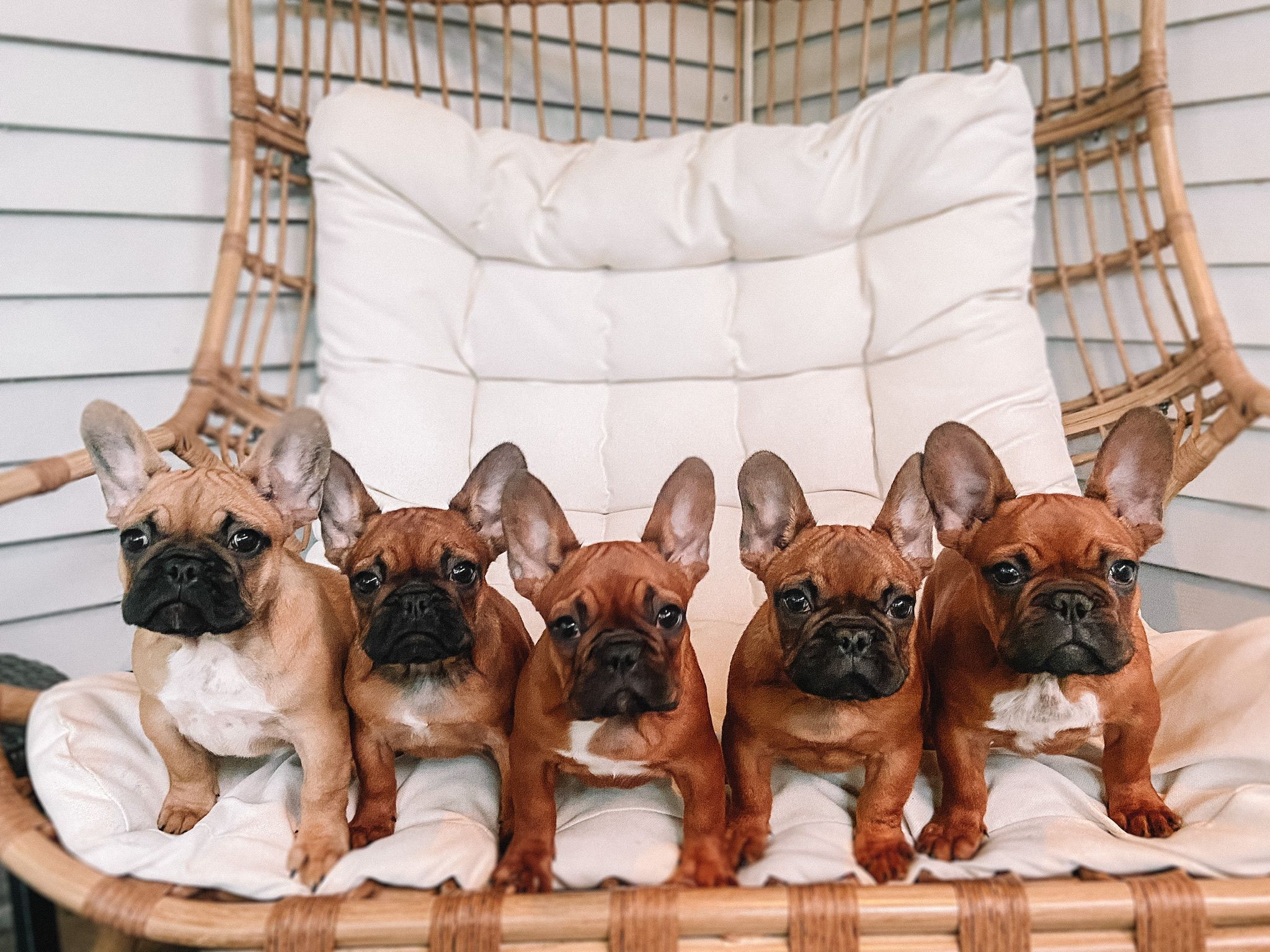 5 filhotes de Frenchie em vários tons de fulvo sentados e posando em uma cadeira de jardim