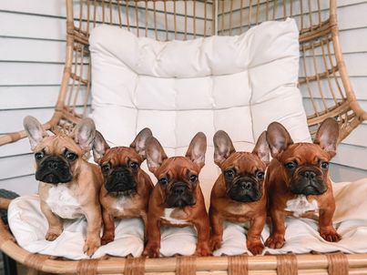 5 Frenchie puppies in various shades of fawn sit and pose on a lawn chair