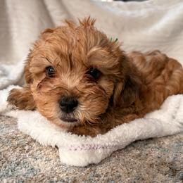 Adrian - Sable female Poodle puppy in Greenville, South Carolina from Wendy's House Of Poodles LLC